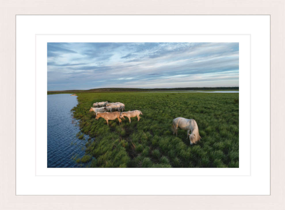 30 x 20 cm, Framed - White Maple Katie Orlinsky