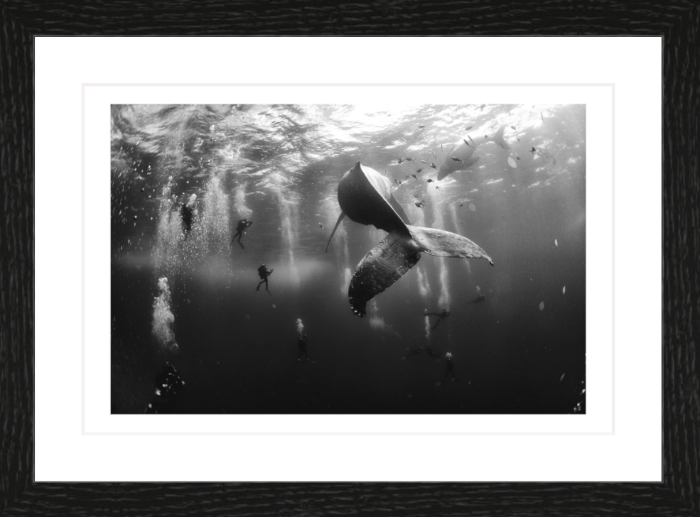 30 x 20 cm, Framed - Black Oak (B&W) Anuar Patjane Floriuk