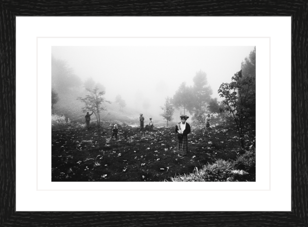 30 x 20 cm, Framed - Black Oak (B&W) Jacob Aue Sobol