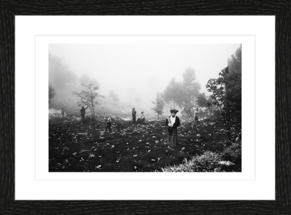 30 x 20 cm, Framed - Black Oak (B&W) Jacob Aue Sobol