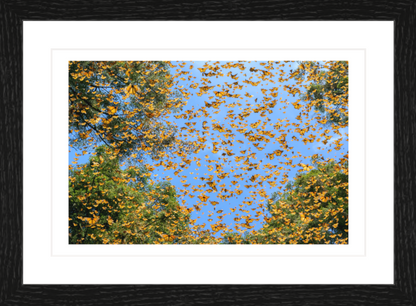 30 x 20 cm, Framed - Black Oak Jaime Rojo