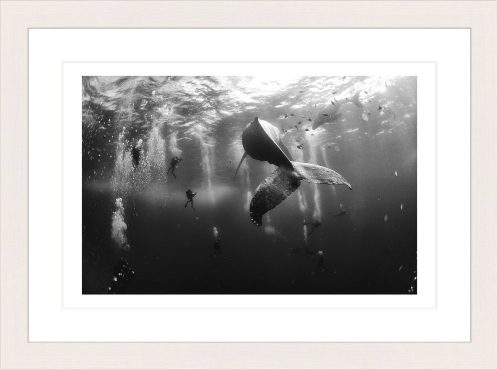 30 x 20 cm, Framed - White Maple (B&W) Anuar Patjane Floriuk