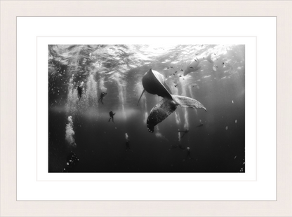 30 x 20 cm, Framed - White Maple (B&W) Anuar Patjane Floriuk