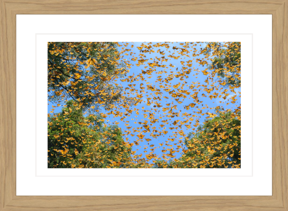 30 x 20 cm, Framed - Oak Jaime Rojo