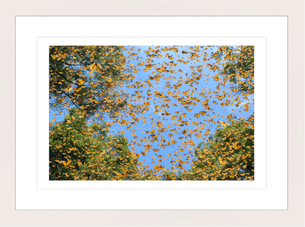 30 x 20 cm, Framed - White Maple Jaime Rojo