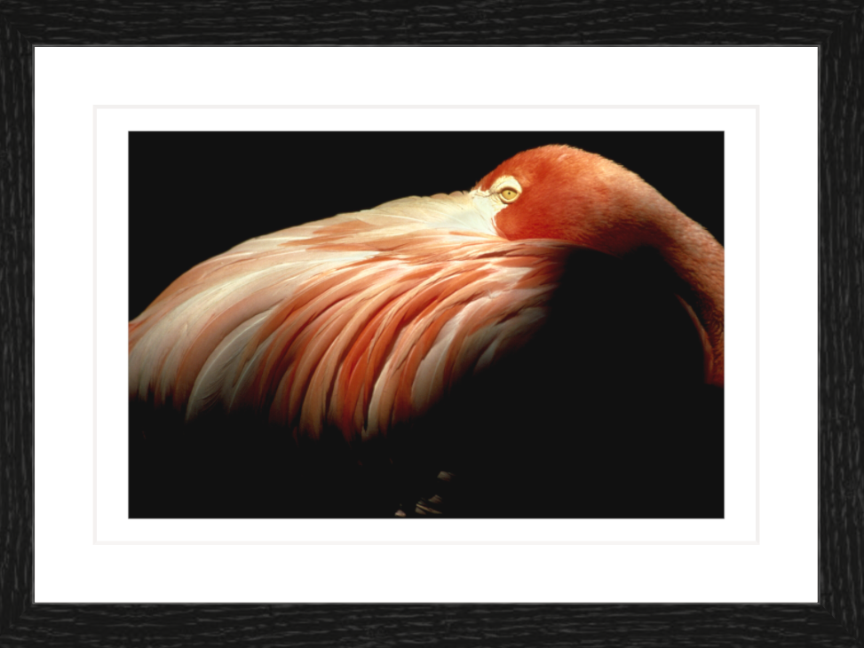 30 x 20 cm, Framed - Black Oak Bob Krist