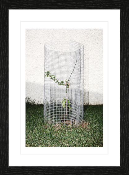 20 x 30 cm, Framed - Black Oak Iñaki Domingo