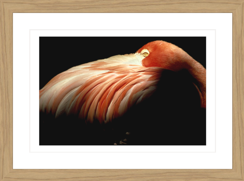 30 x 20 cm, Framed - Oak Bob Krist