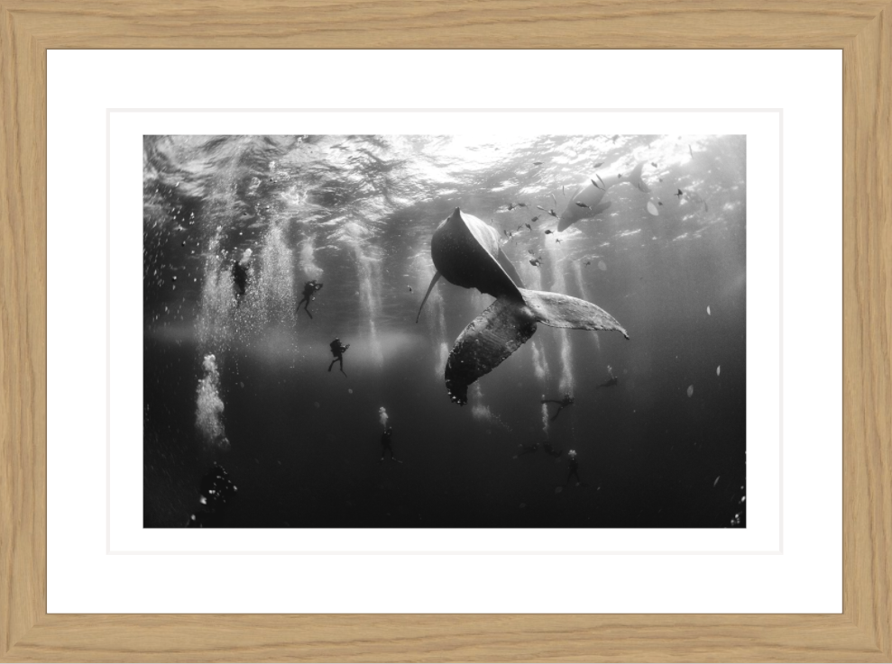 30 x 20 cm, Framed - Oak (B&W) Anuar Patjane Floriuk