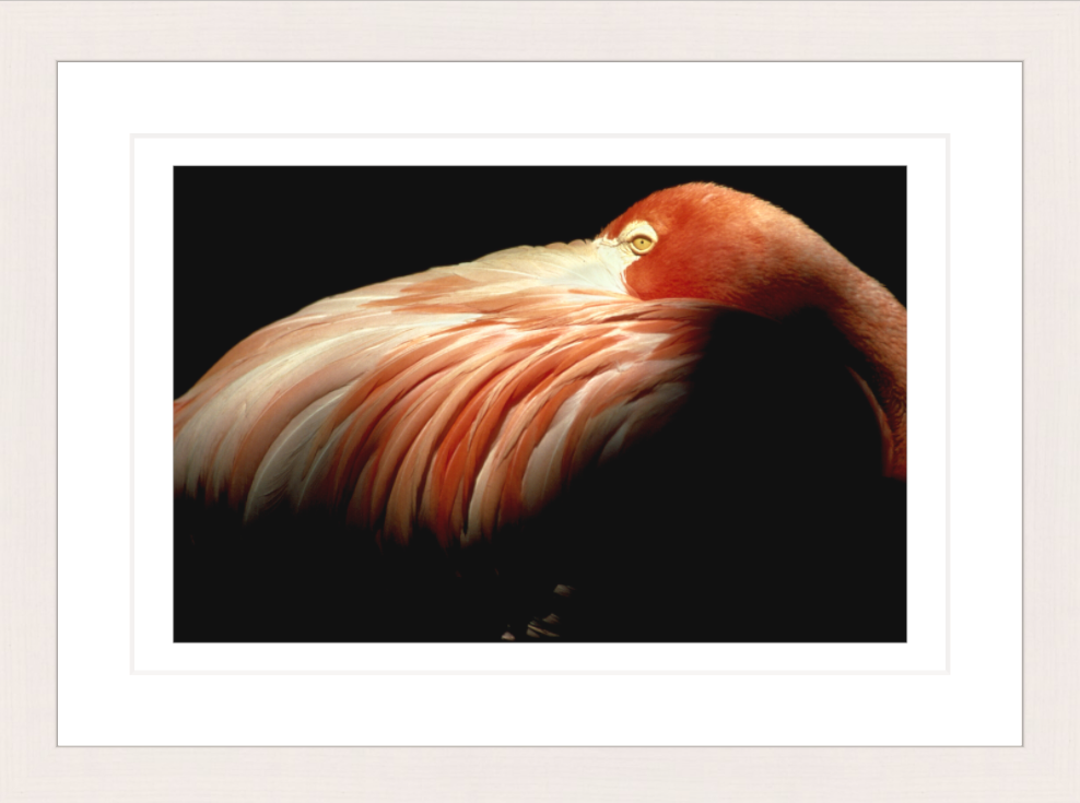 30 x 20 cm, Framed - White Maple Bob Krist