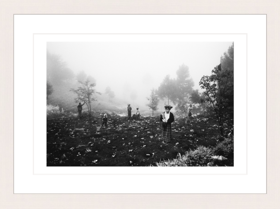 30 x 20 cm, Framed - White Maple (B&W) Jacob Aue Sobol
